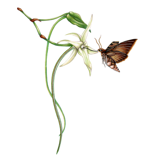 Darwin's Hawk Moth Print