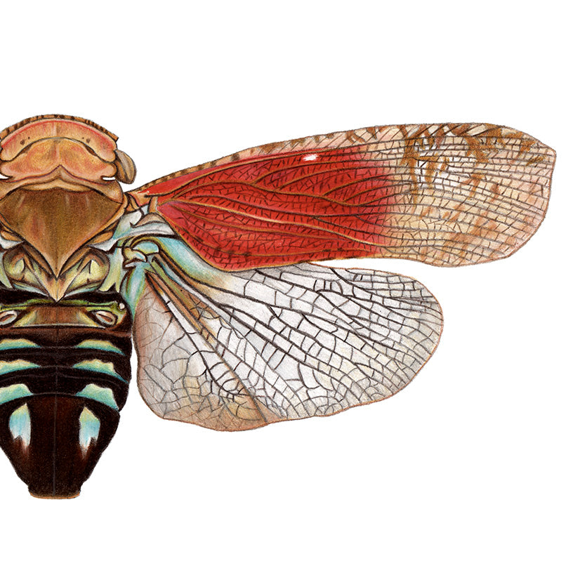 Tropical Planthopper Print