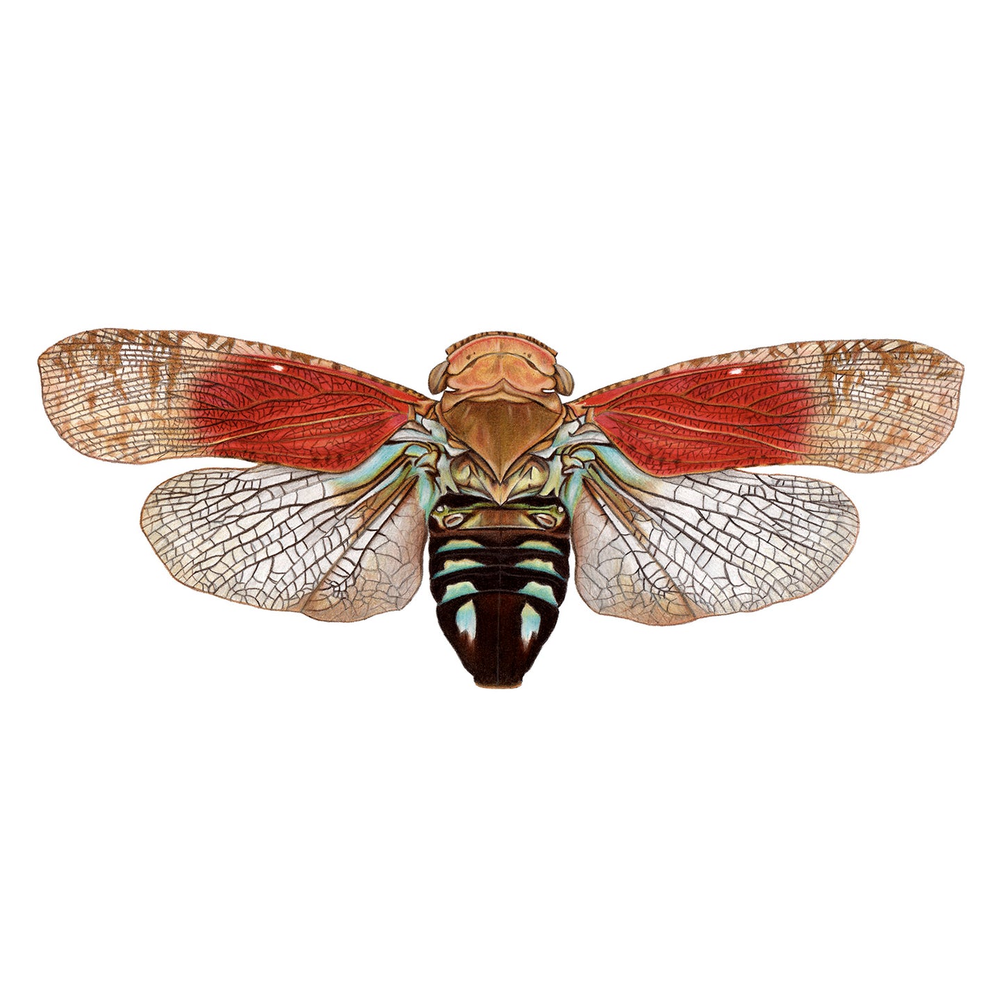 Tropical Planthopper Print