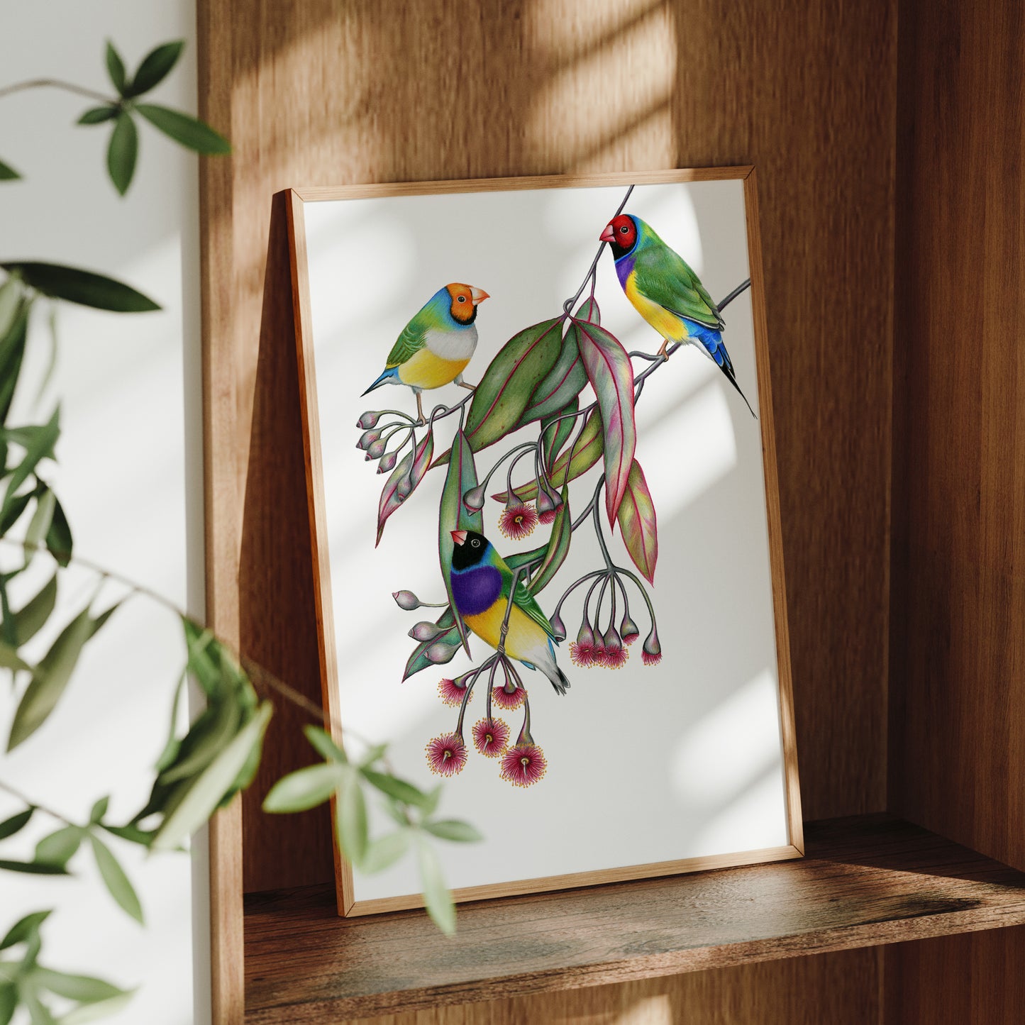 Gouldian Finch Print