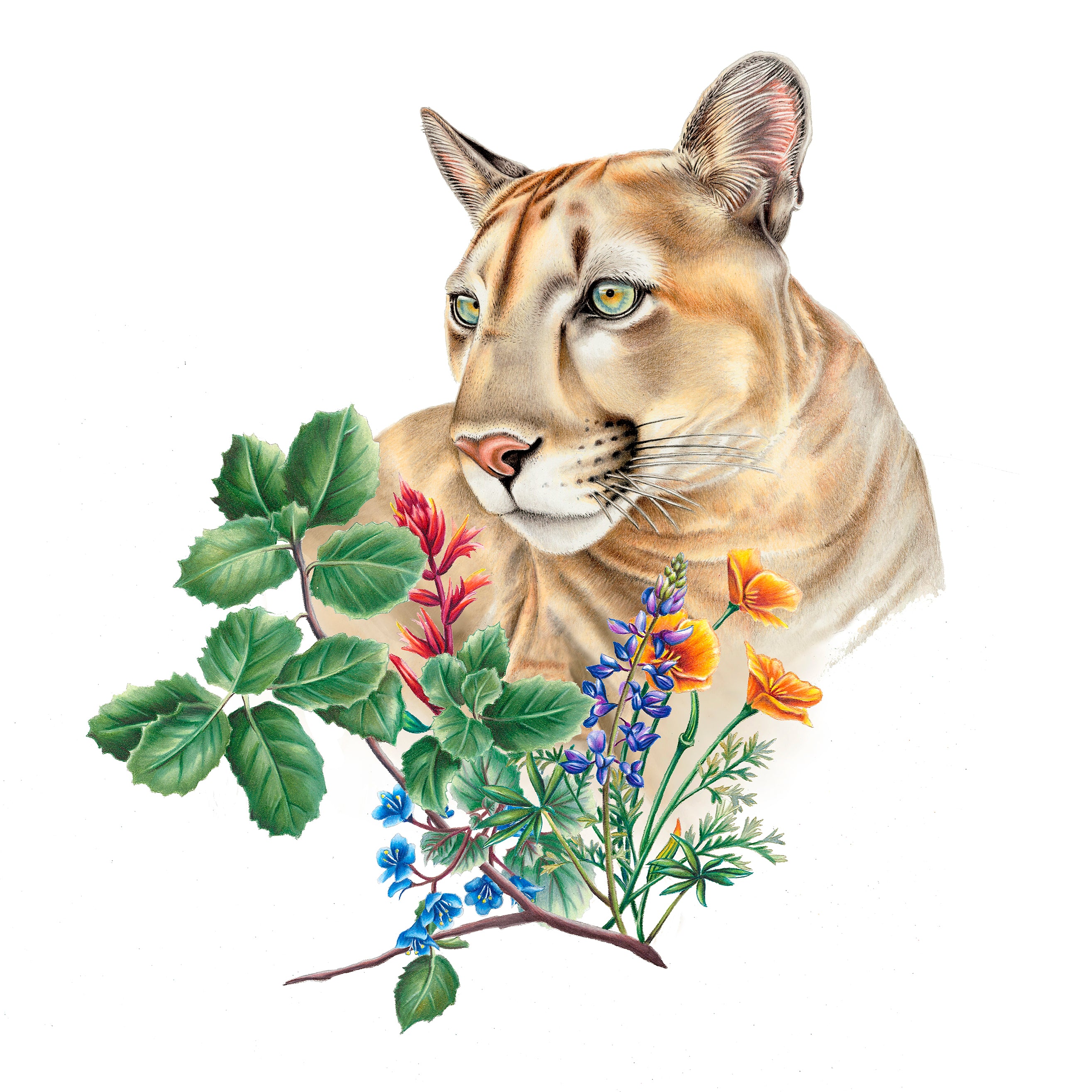 California Mountain Lion Print – Rachel Diaz-Bastin Art