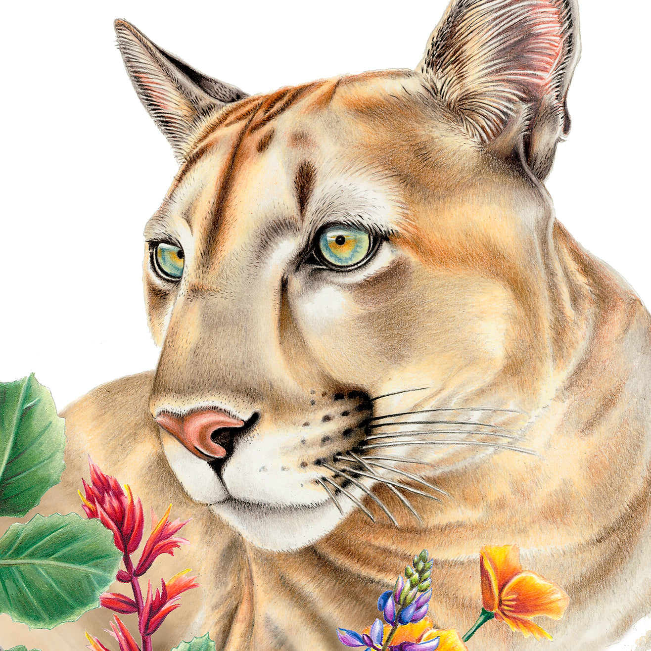 California Mountain Lion Print