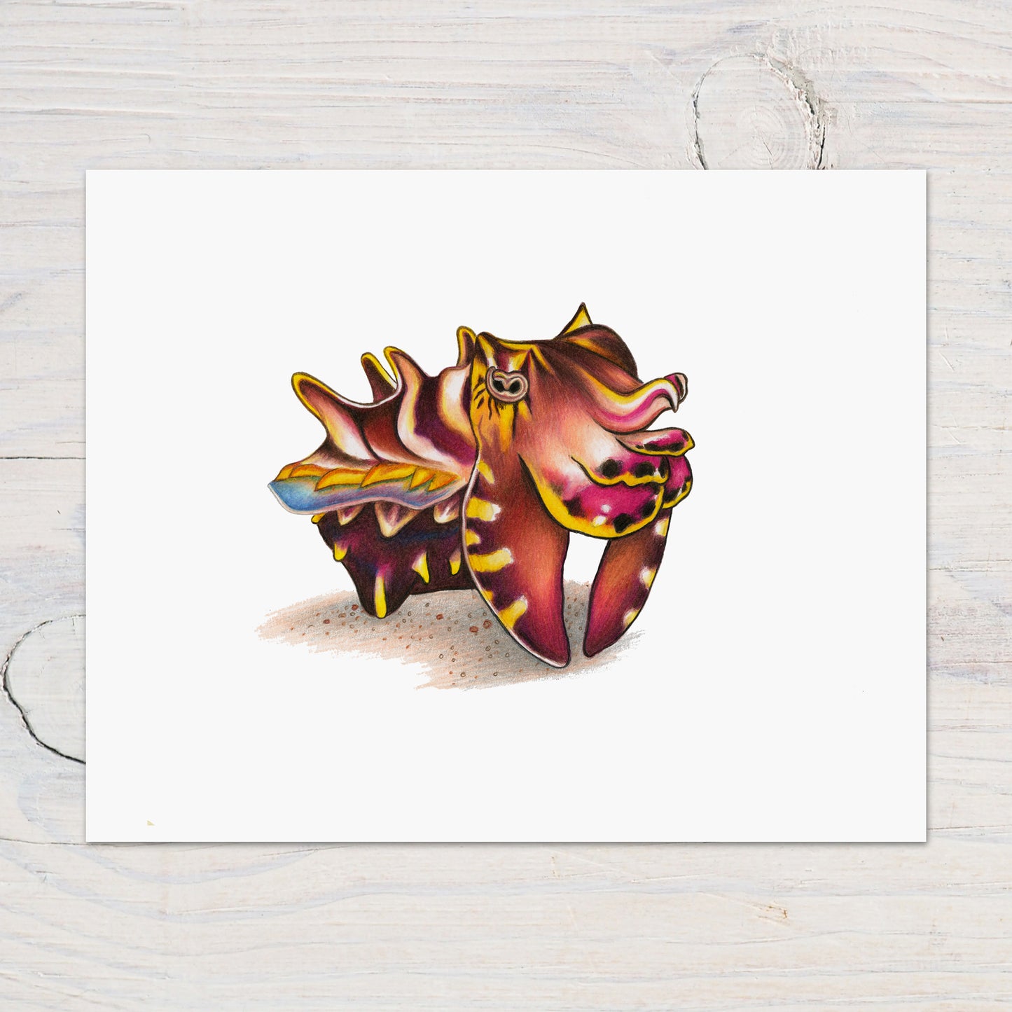 Flamboyant Cuttlefish Print