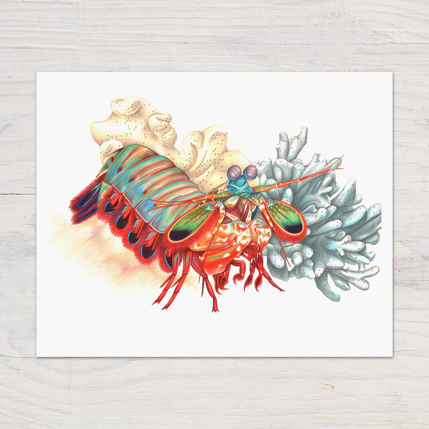 Mantis Shrimp Print