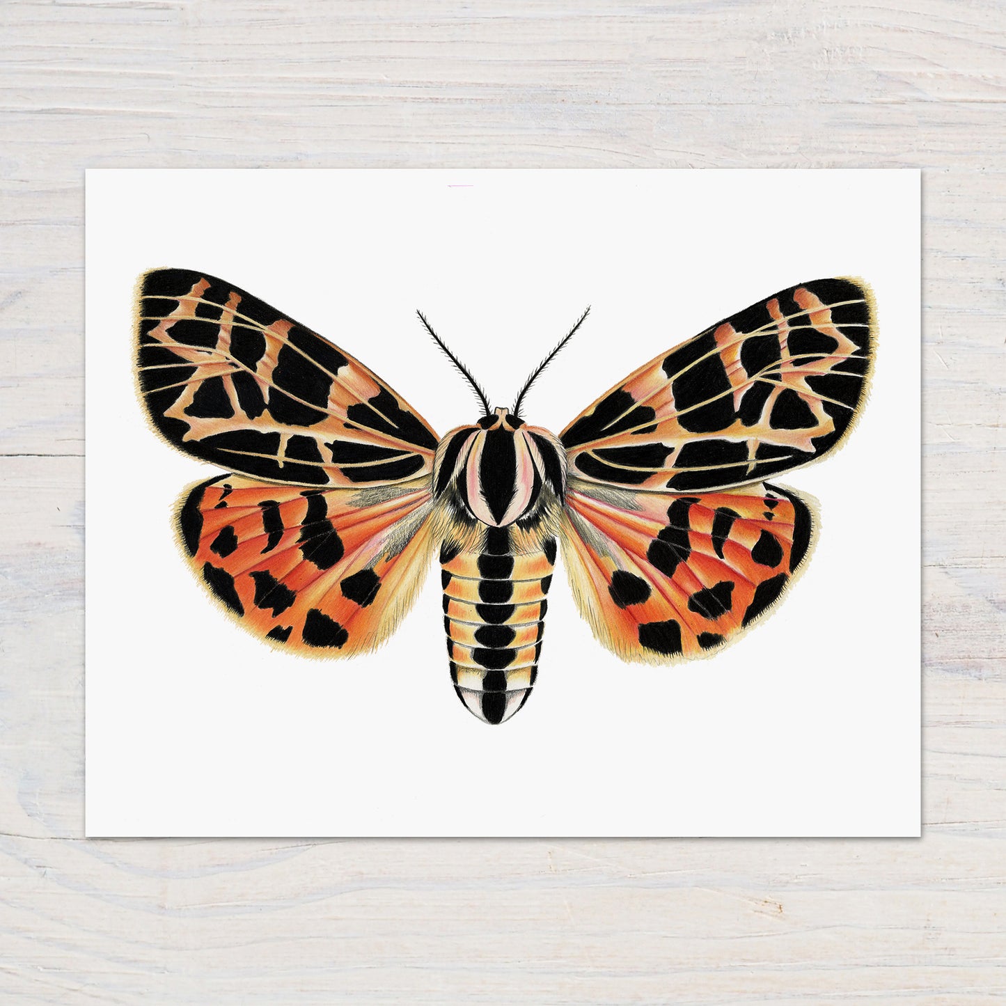 Tiger Moth Print