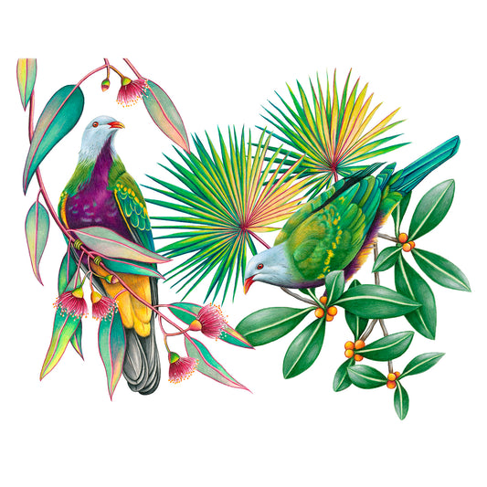 Wompoo Fruit Doves Print