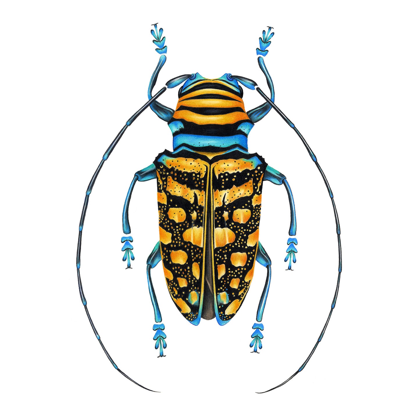 Yellow Longhorn Beetle Print