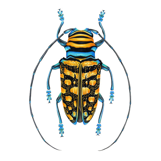Yellow Longhorn Beetle Print