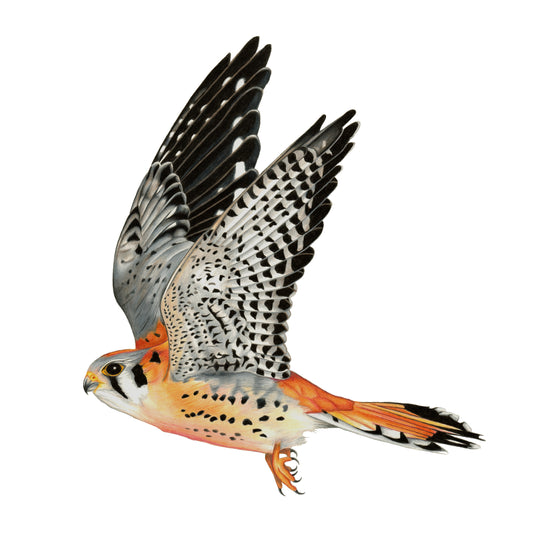 American Kestrel Print