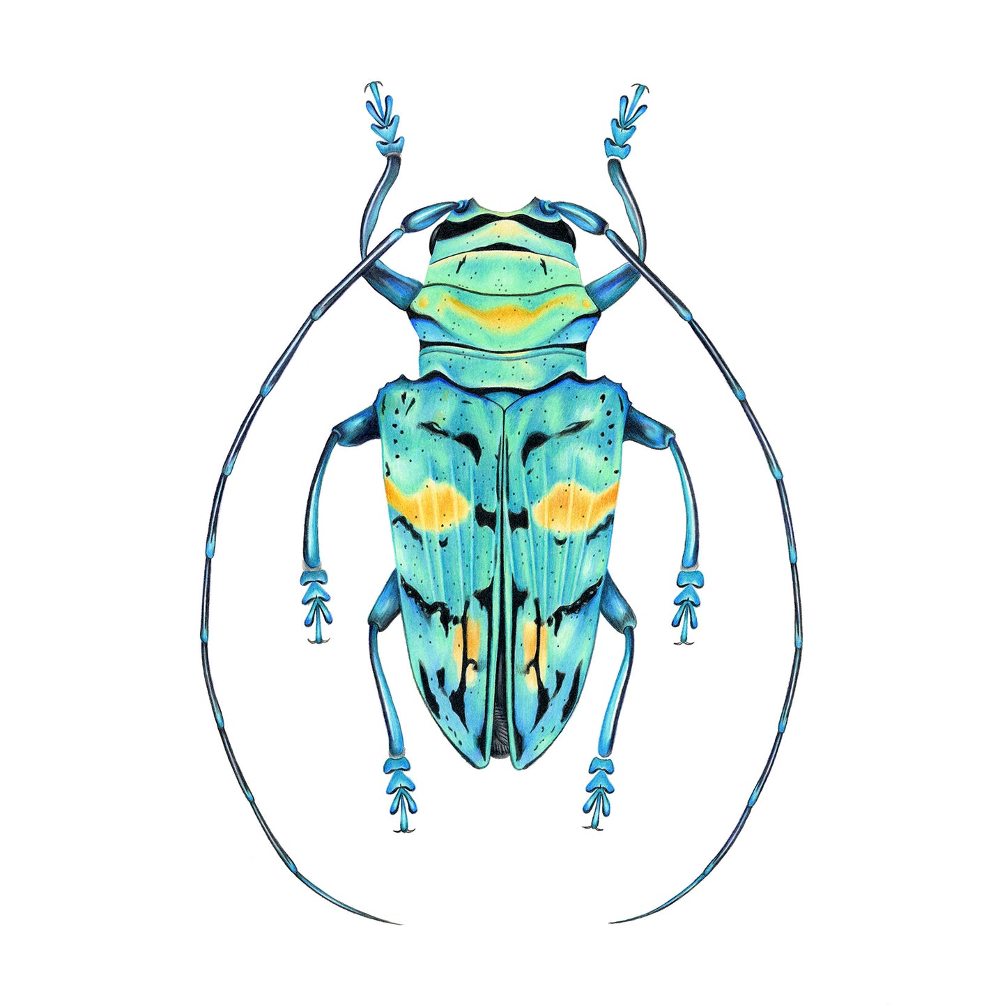 Turquoise Longhorn Beetle Print