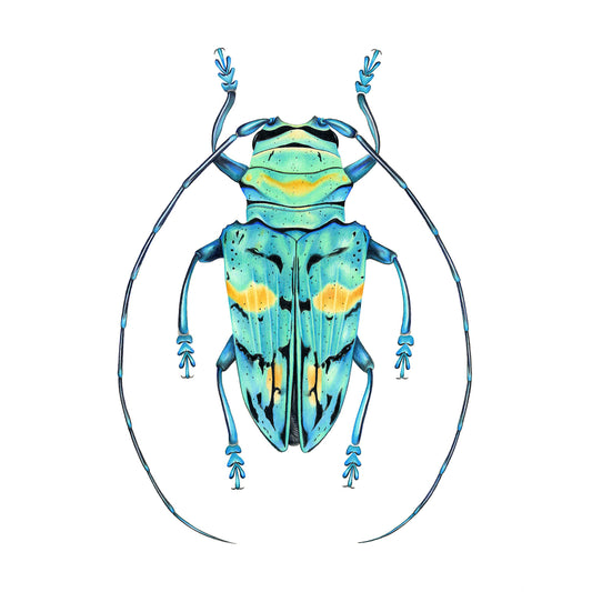 Turquoise Longhorn Beetle Print