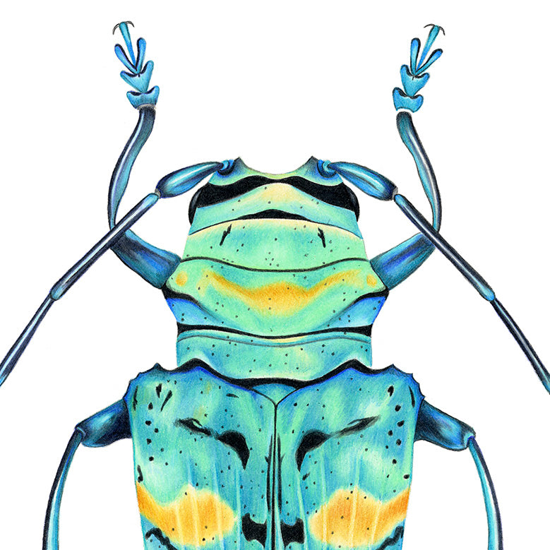 Turquoise Longhorn Beetle Print