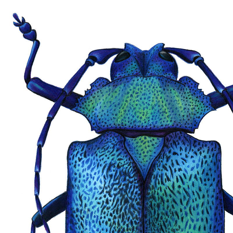 Metallic Longhorn Beetle Print