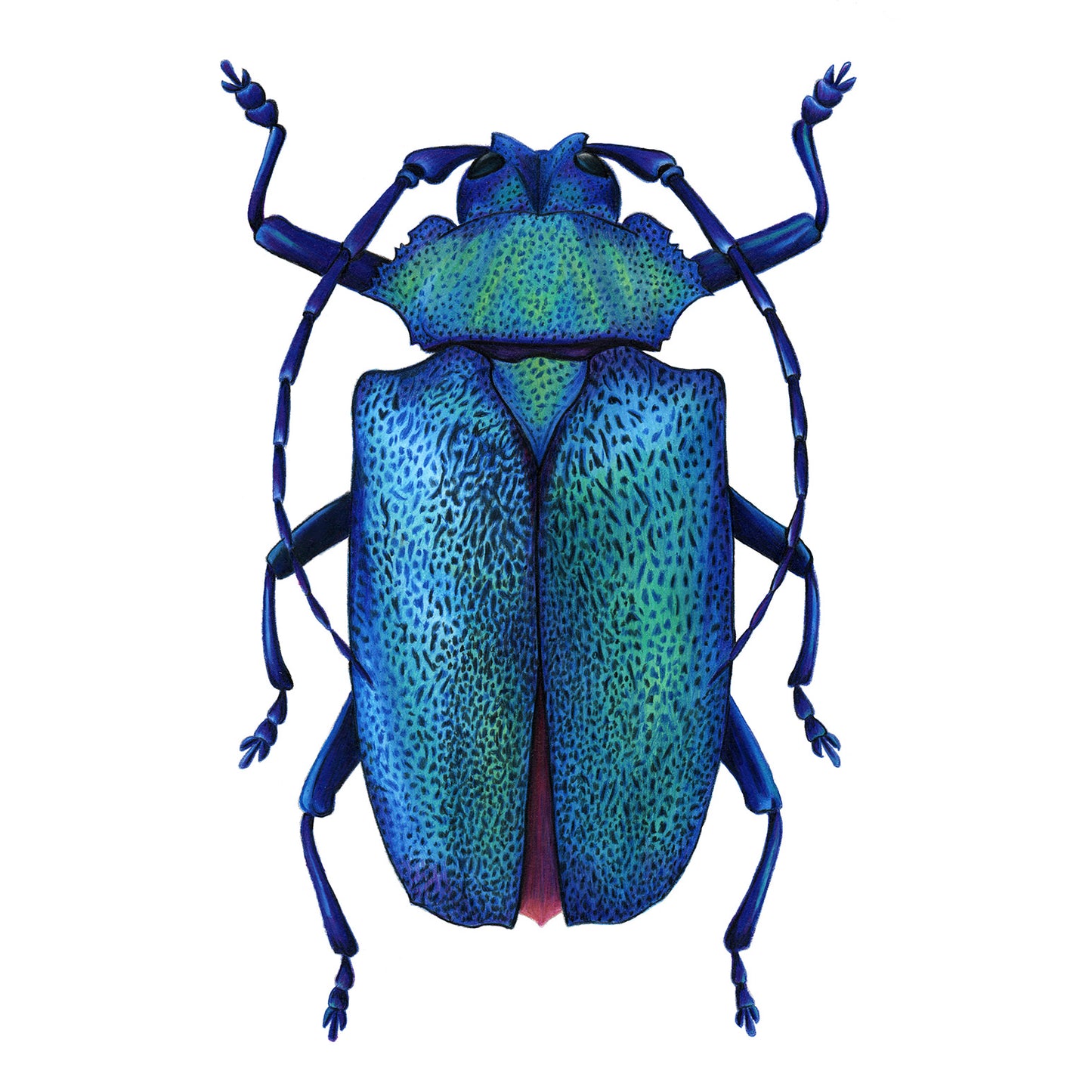 Metallic Longhorn Beetle Print