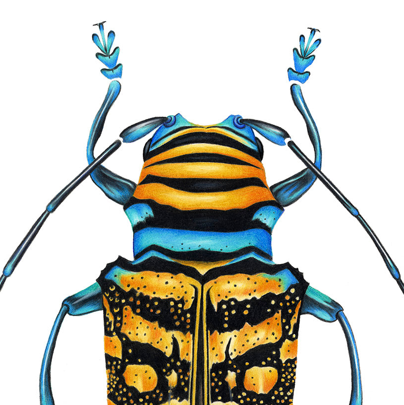 Yellow Longhorn Beetle Print