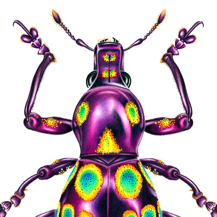 Weevil Print