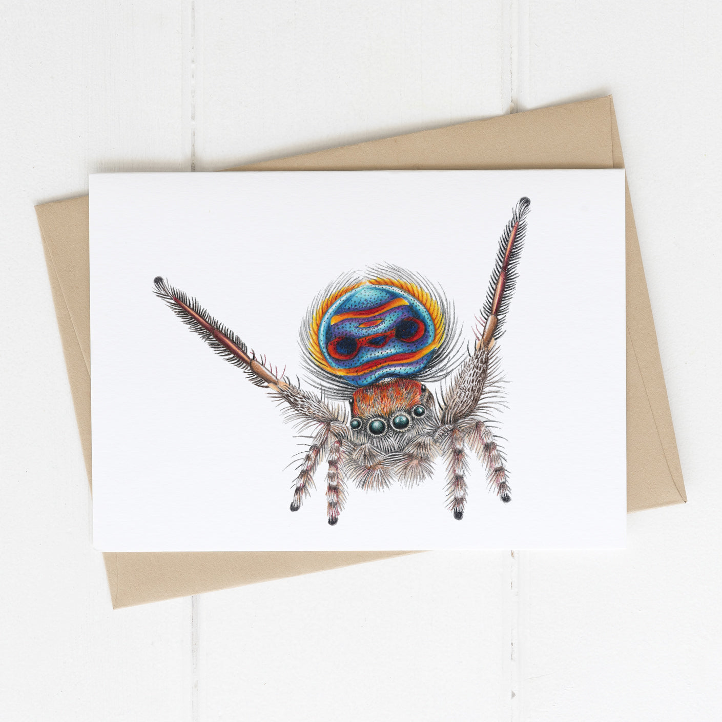 Coastal Peacock Spider Card