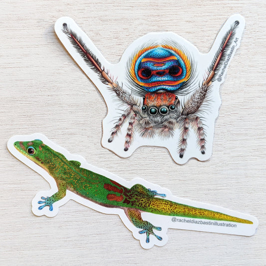 Peacock Spider & Gecko Stickers