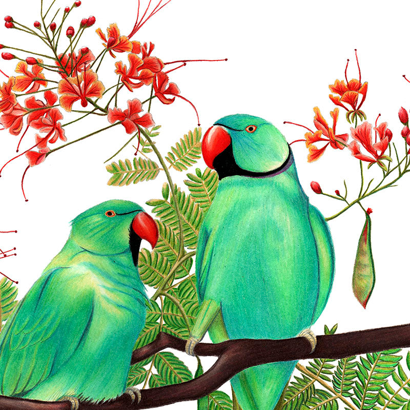 Rose-ringed Parakeets