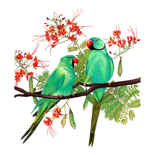 Rose-ringed Parakeets