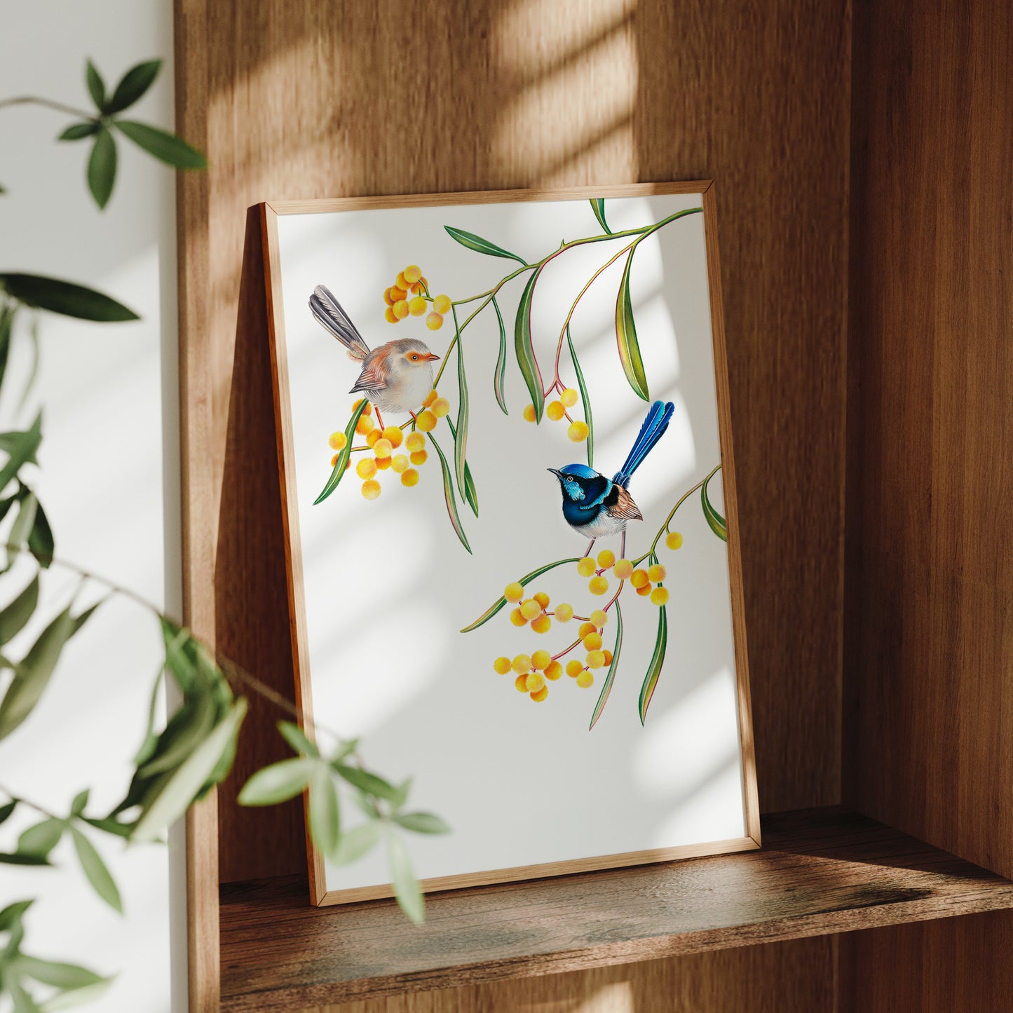 Superb Fairywren Print