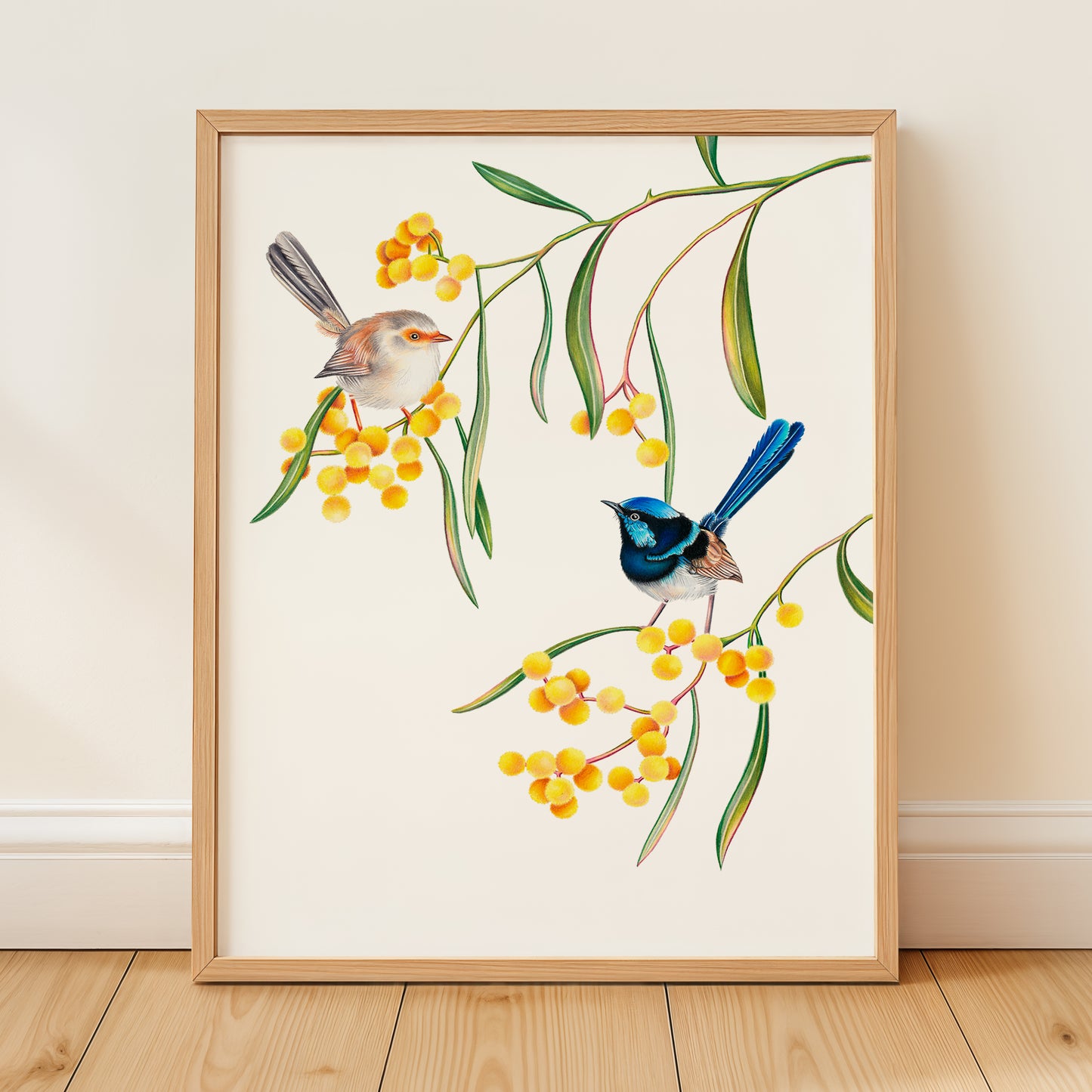 Superb Fairywren Print