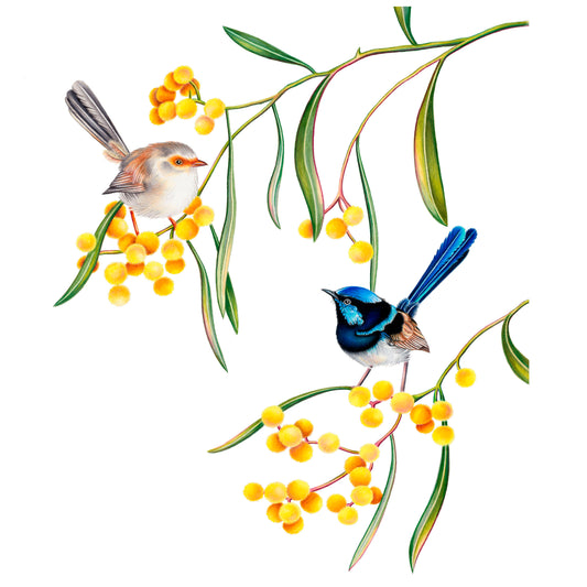 Superb Fairywren Print
