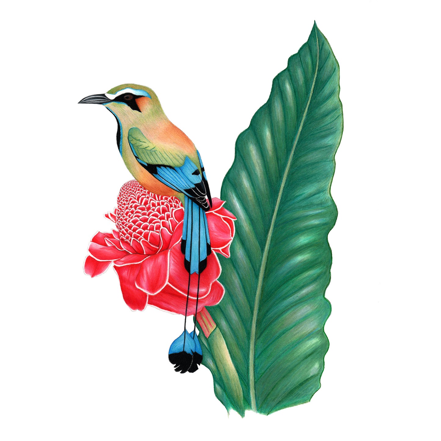 Turquoise-browed Motmot Print