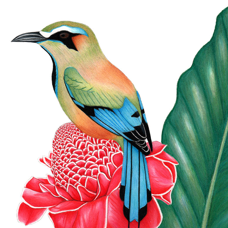Turquoise-browed Motmot Print