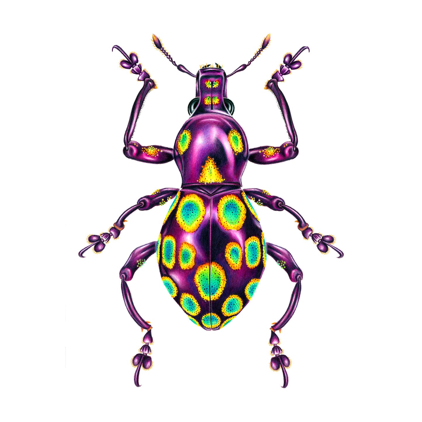 Weevil Print
