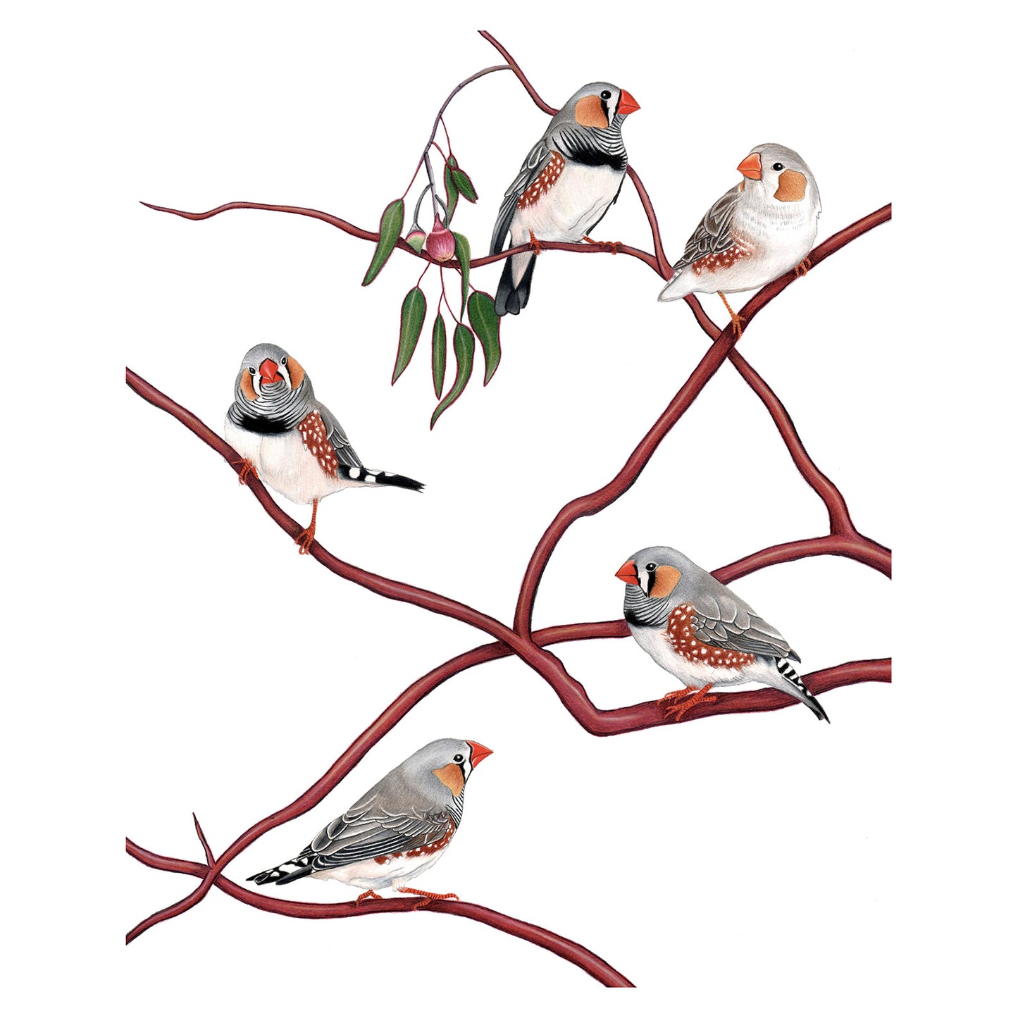 Zebra Finches Print