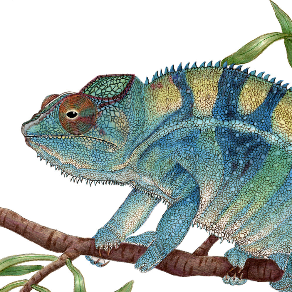 Hand drawn pencil art of panther chameleon by Rachel Diaz-Bastin. Prints available. 