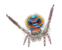 Load image into Gallery viewer, Peacock Spider Original Art

