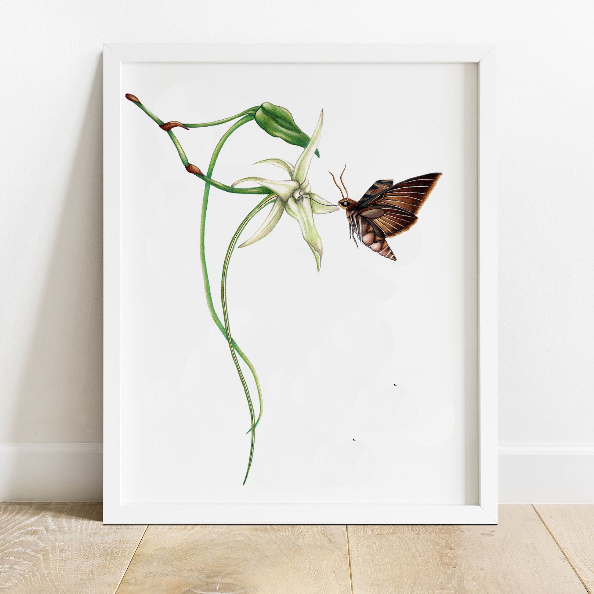 Hand drawn pencil art of Darwin's hawk moth with comet orchid by Rachel Diaz-Bastin. Prints available.