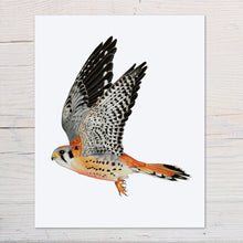 Load image into Gallery viewer, Hand drawn pencil art of a kestrel in flight by Rachel Diaz-Bastin. Prints available.
