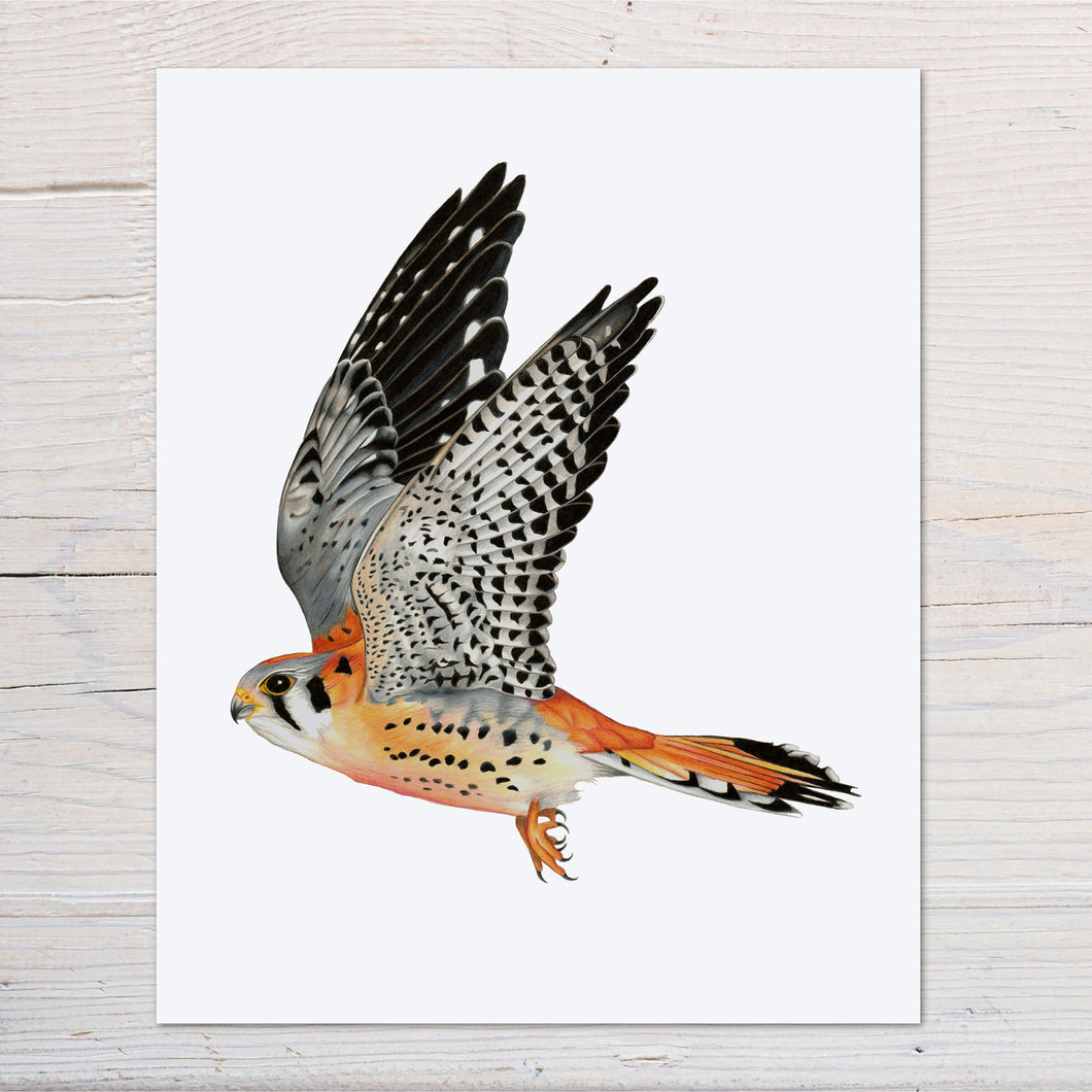 Hand drawn pencil art of a kestrel in flight by Rachel Diaz-Bastin. Prints available.