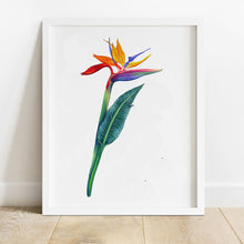 Load image into Gallery viewer, Hand drawn pencil art of a bird of paradise flower by Rachel Diaz-Bastin. Prints available.
