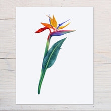 Load image into Gallery viewer, Bird of Paradise Flower Print
