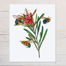 Load image into Gallery viewer, Hand drawn pencil art of blue-banded bees on a protea flower by Rachel Diaz-Bastin. Prints available.
