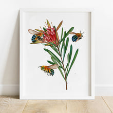 Load image into Gallery viewer, Hand drawn pencil art of blue-banded bees on a protea flower by Rachel Diaz-Bastin. Prints available.
