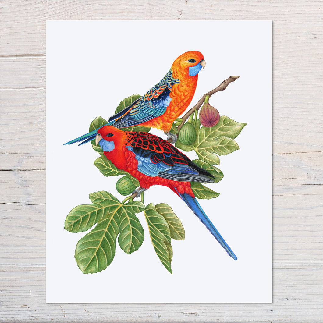 Hand drawn pencil art of crimson rosellas in a fig tree by Rachel Diaz-Bastin. Prints available.