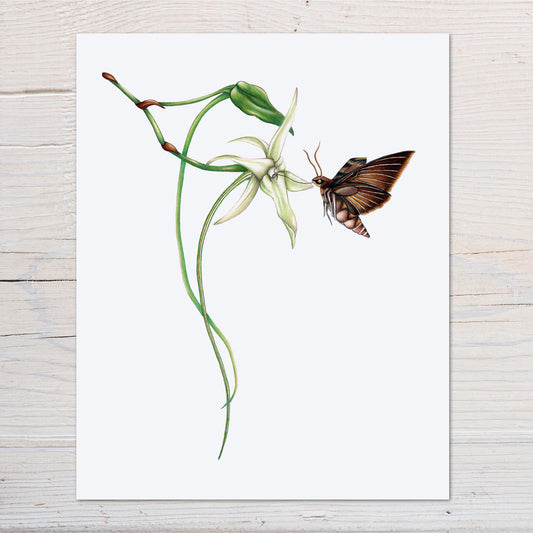 Hand drawn pencil art of Darwin's hawk moth with comet orchid by Rachel Diaz-Bastin. Prints available.