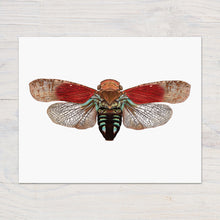 Load image into Gallery viewer, Hand drawn pencil art of a fulgorid planthopper by Rachel Diaz-Bastin. Prints available.
