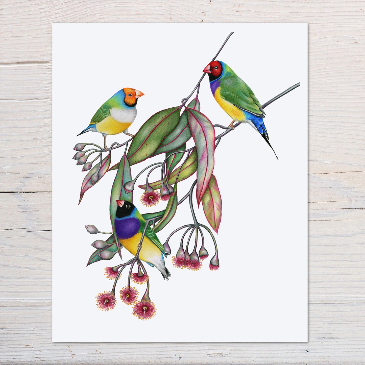 Hand drawn pencil art of Gouldian finches in a eucalyptus tree by Rachel Diaz-Bastin. Prints available.