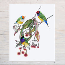 Load image into Gallery viewer, Hand drawn pencil art of Gouldian finches in a eucalyptus tree by Rachel Diaz-Bastin. Prints available.
