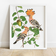 Load image into Gallery viewer, Hand drawn pencil art of hoopoes in Madagascar jasmine by Rachel Diaz-Bastin. Prints available.
