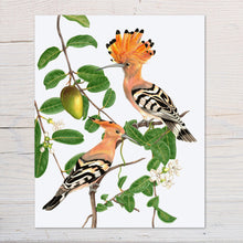 Load image into Gallery viewer, Hand drawn pencil art of hoopoes in Madagascar jasmine by Rachel Diaz-Bastin. Prints available.
