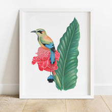 Load image into Gallery viewer, Turquoise-browed Motmot Print
