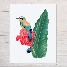 Load image into Gallery viewer, Hand drawn pencil art of turquoise browed motmot on a ginger flower by Rachel Diaz-Bastin. Prints available.
