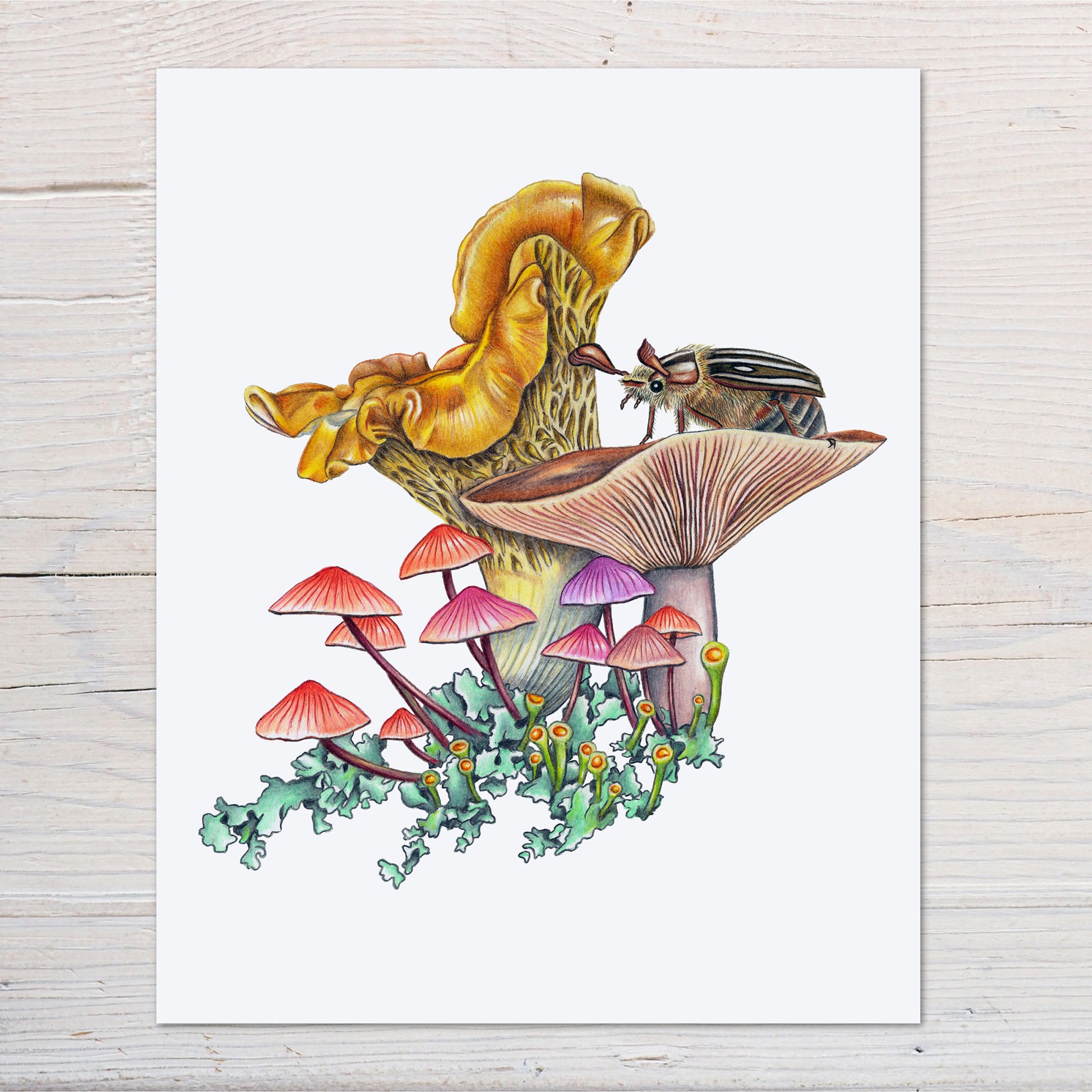 Hand drawn pencil art of mushrooms and June beetle by Rachel Diaz-Bastin. Prints available.